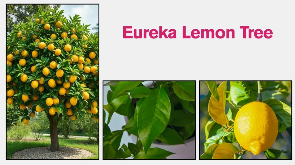 Eureka Lemon Tree