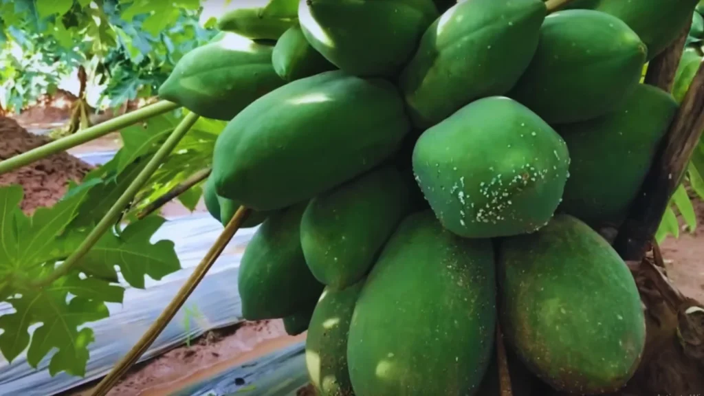 Green Papaya