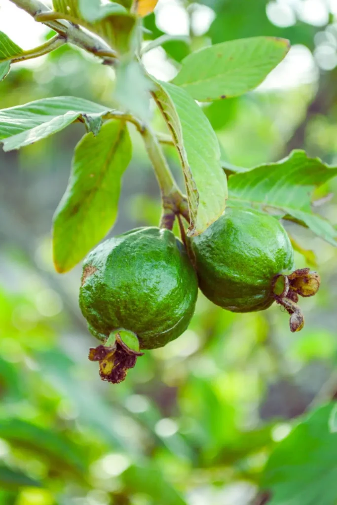 Guava Tree