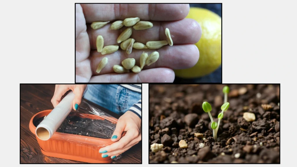 How I Grew a Lemon Tree From Seed Indoors