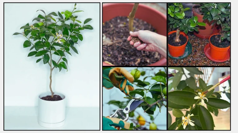 How To Grow a Lemon Tree Indoors Step by Step Guide