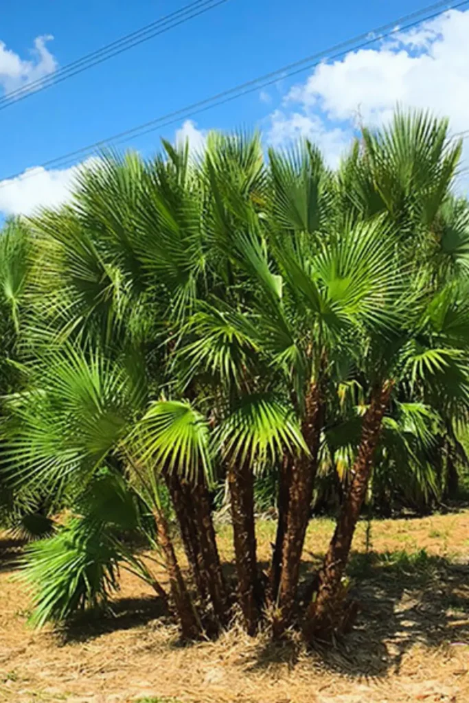 Paurotis Palm Tree