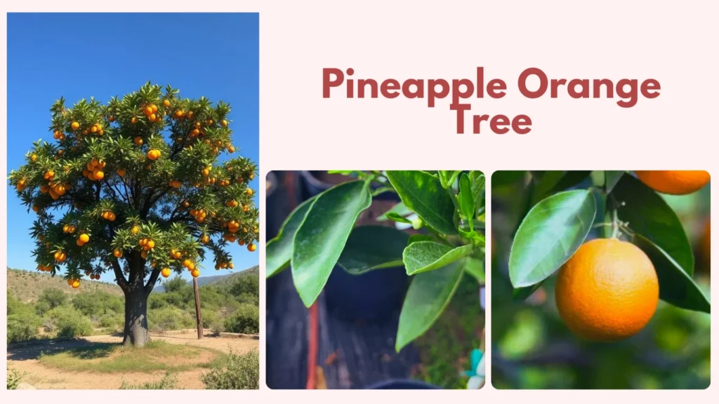 Pineapple Orange Tree