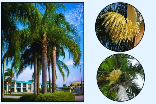 Queen Palm Trees Identification with Images