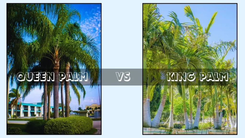 Queen Palm vs King Palm – Key Differences