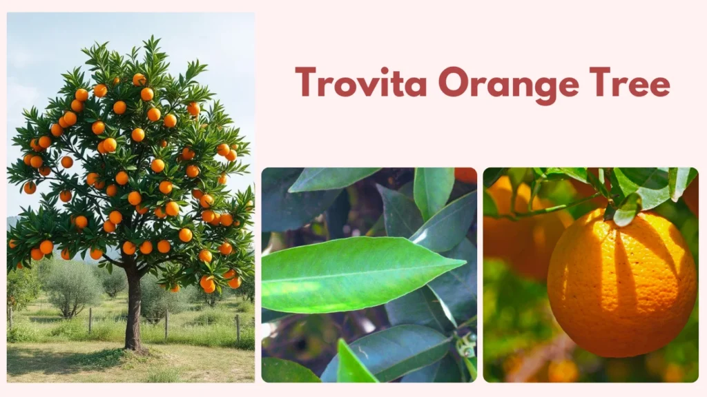Trovita Orange Tree