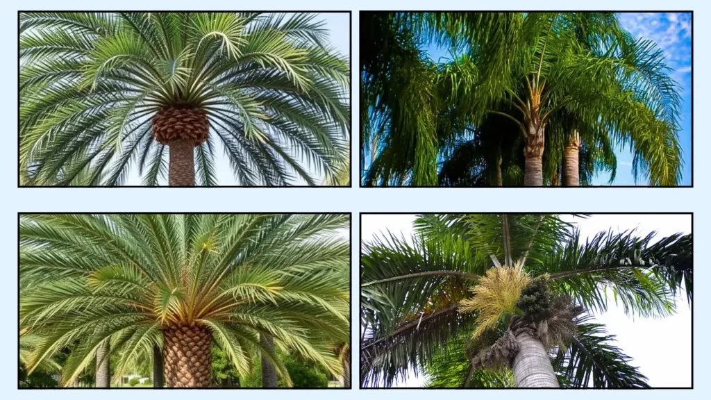 Types of Queen Palm Trees