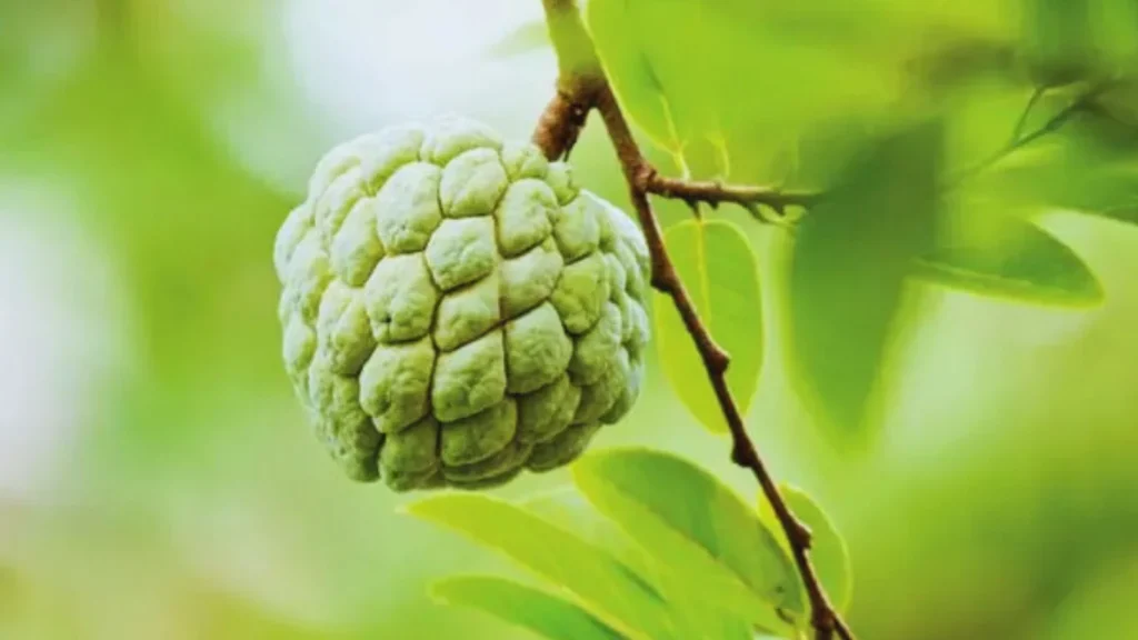 green cherimoya