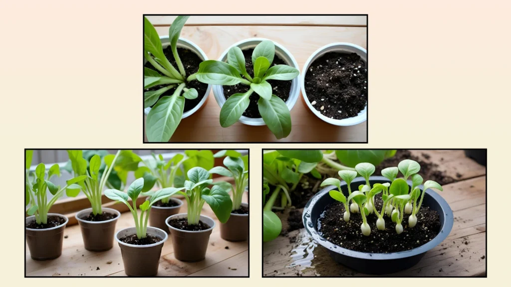 Step 2: Planting the Sprouted Seeds