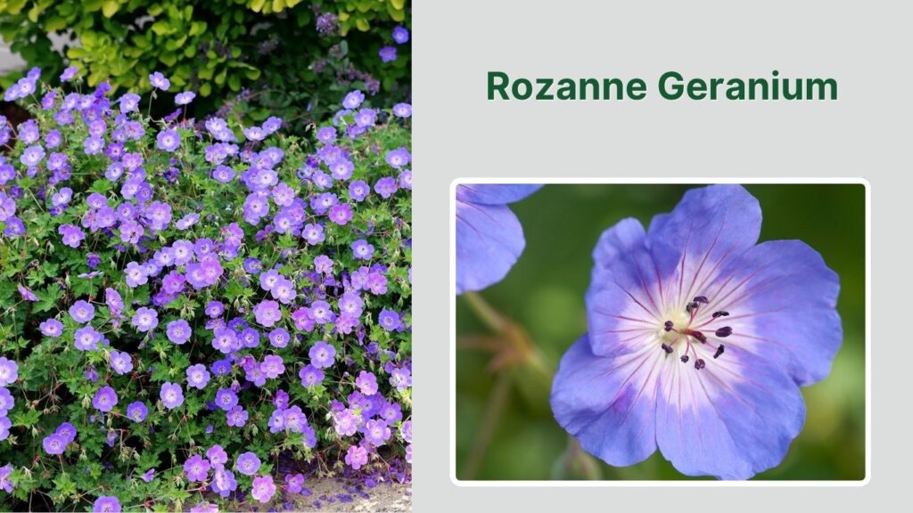 Rozanne Geranium