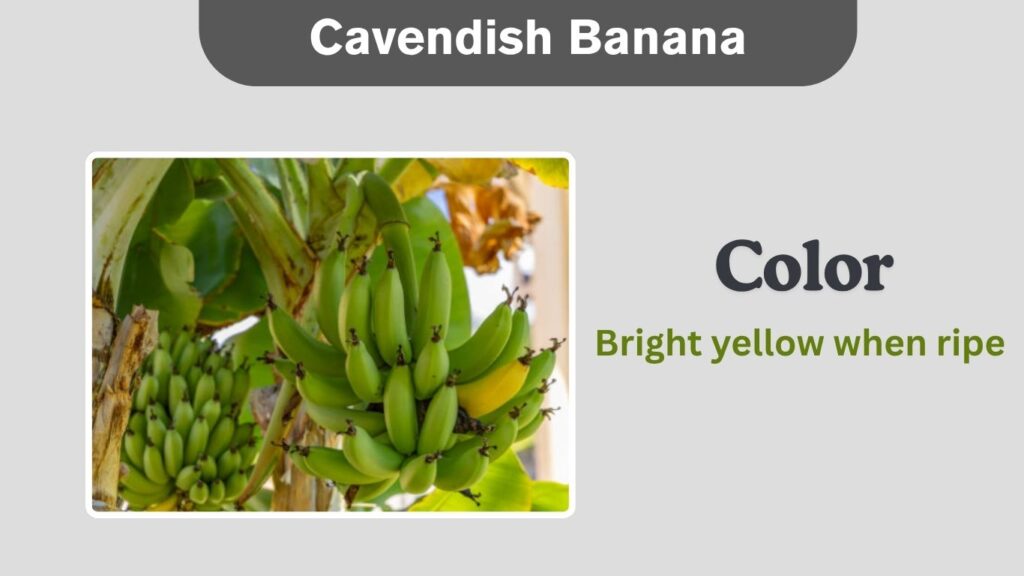 Cavendish Banana