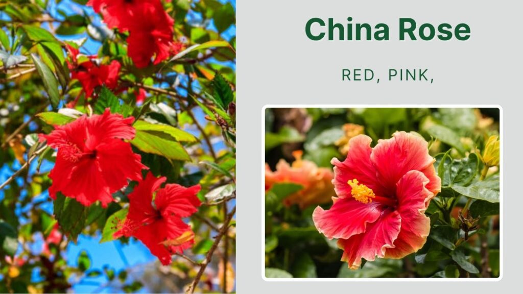 China Rose