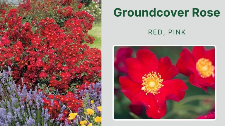 25 Types of Rose Flowers: Identification with Pictures