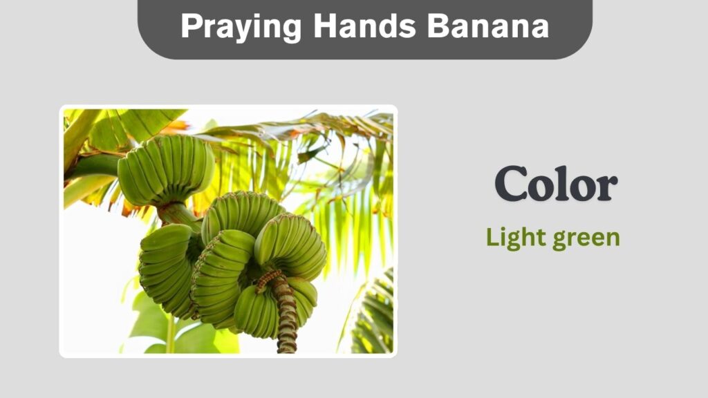 Praying Hands Banana