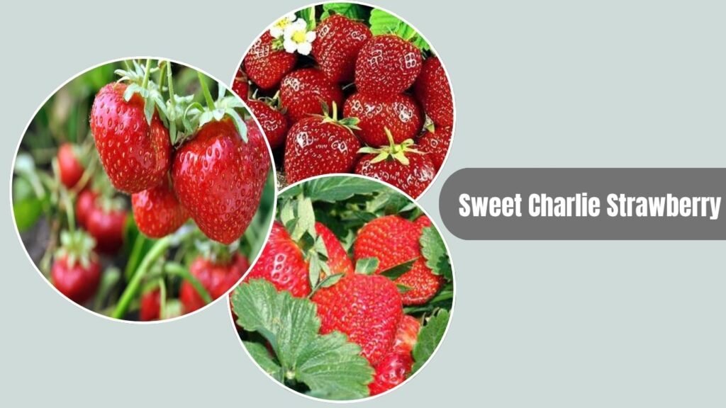Sweet Charlie Strawberry