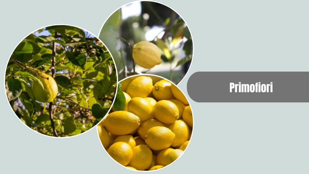 Primofiori Lemon