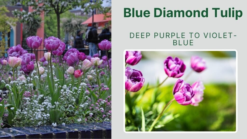 Blue Diamond Tulip