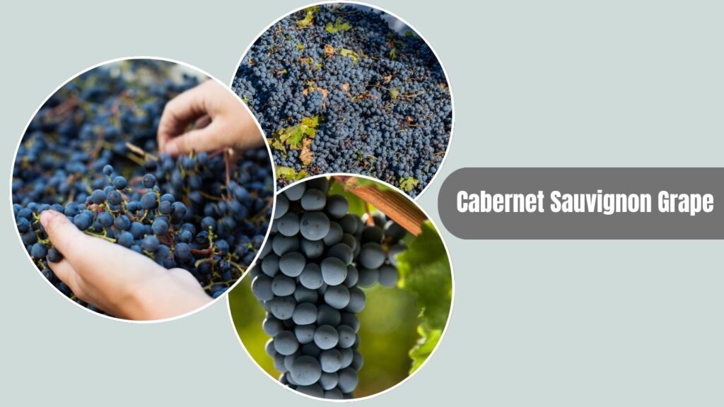 Cabernet Sauvignon Grape