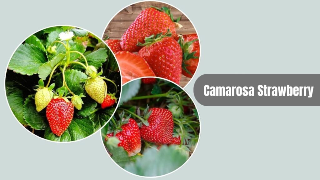 Camarosa Strawberry