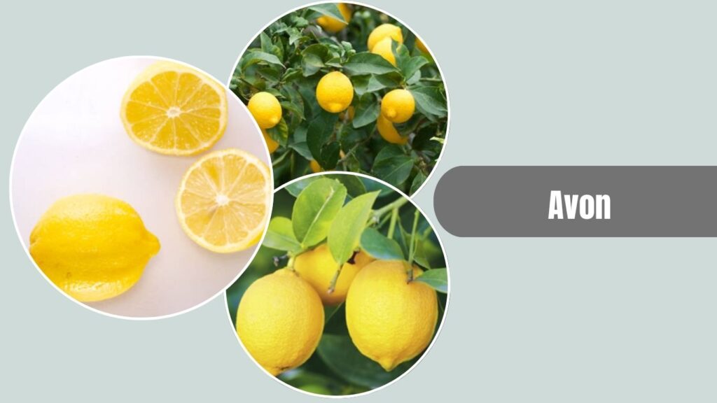 Avon Lemon