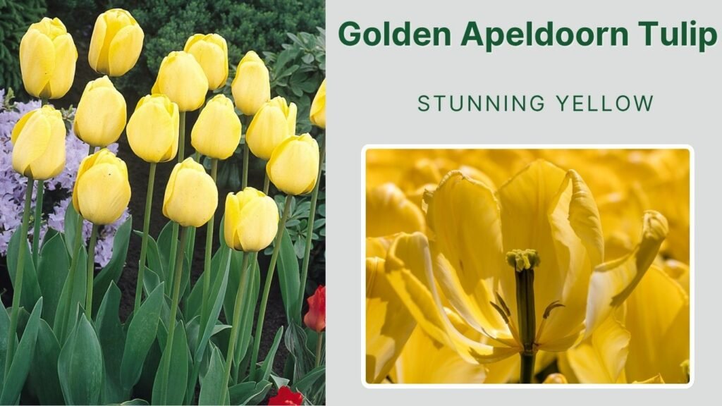 Golden Apeldoorn Tulip