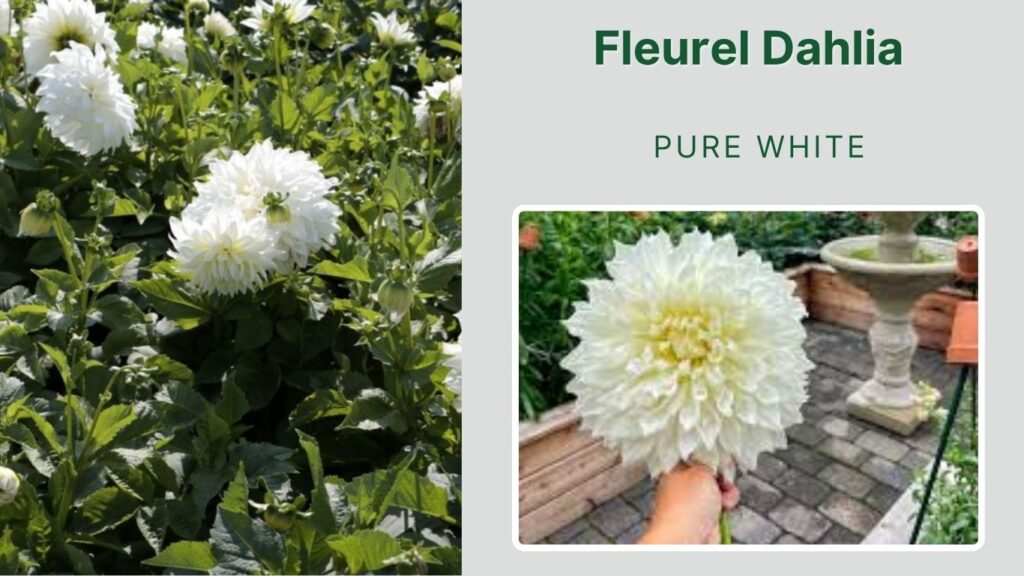 Fleurel Dahlia