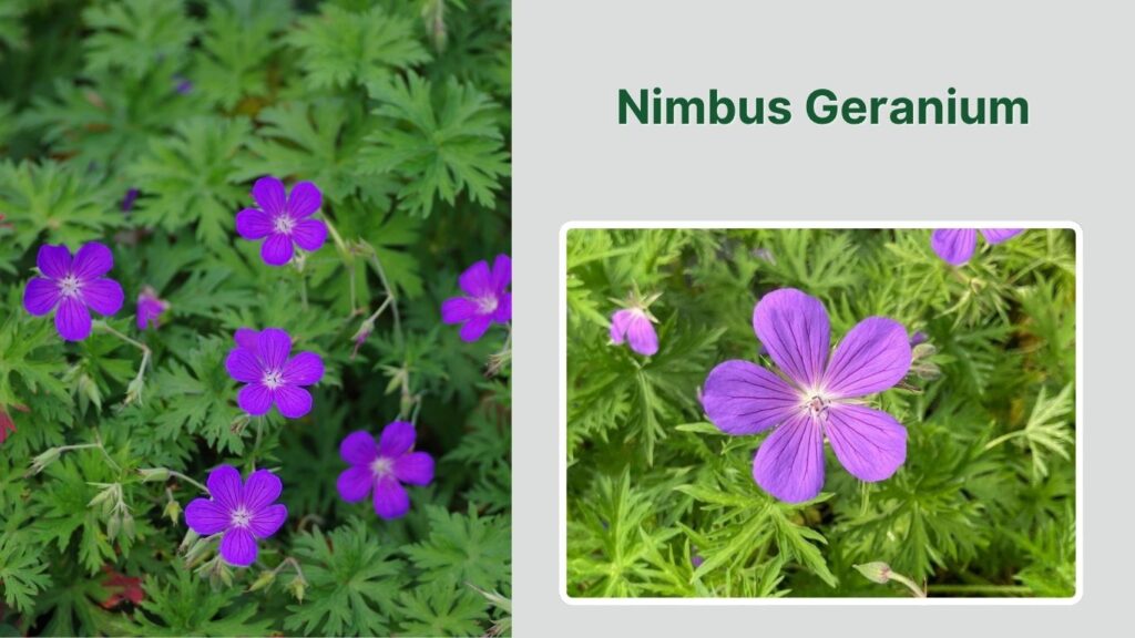 Nimbus Geranium