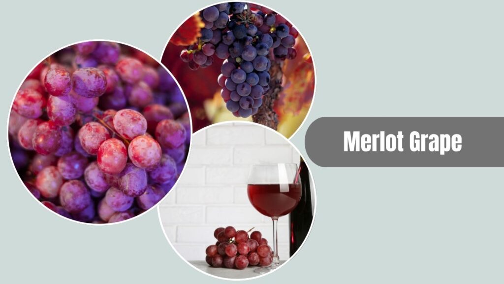 Merlot Grape