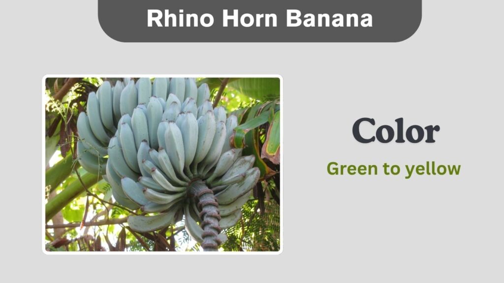 Rhino Horn Banana