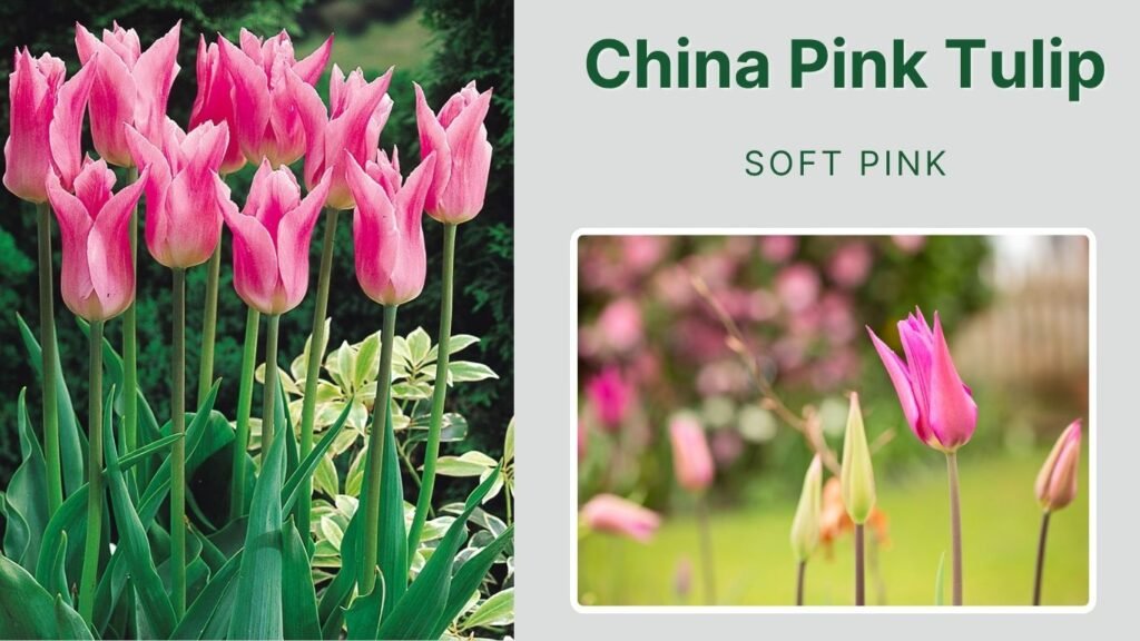 China Pink Tulip