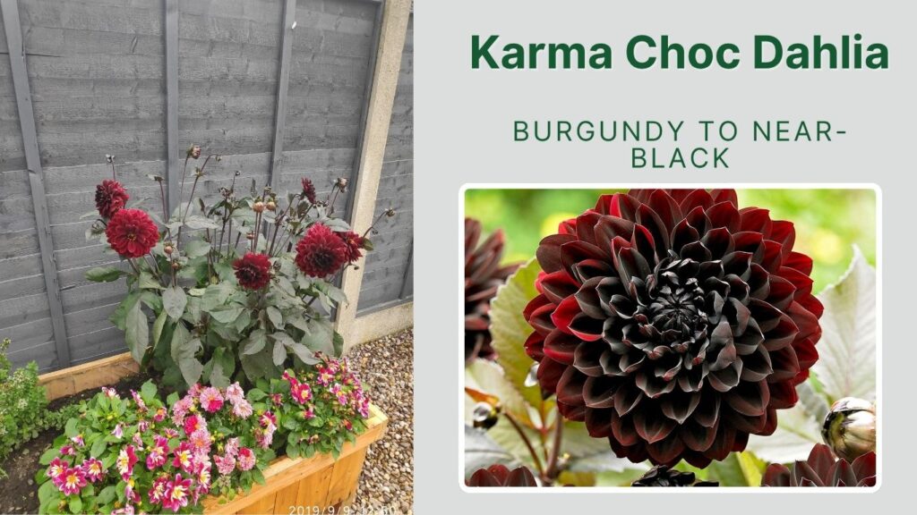 Karma Choc Dahlia