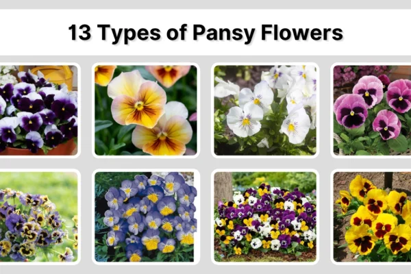 13 Types of Pansy Flowers Identification with Pictures