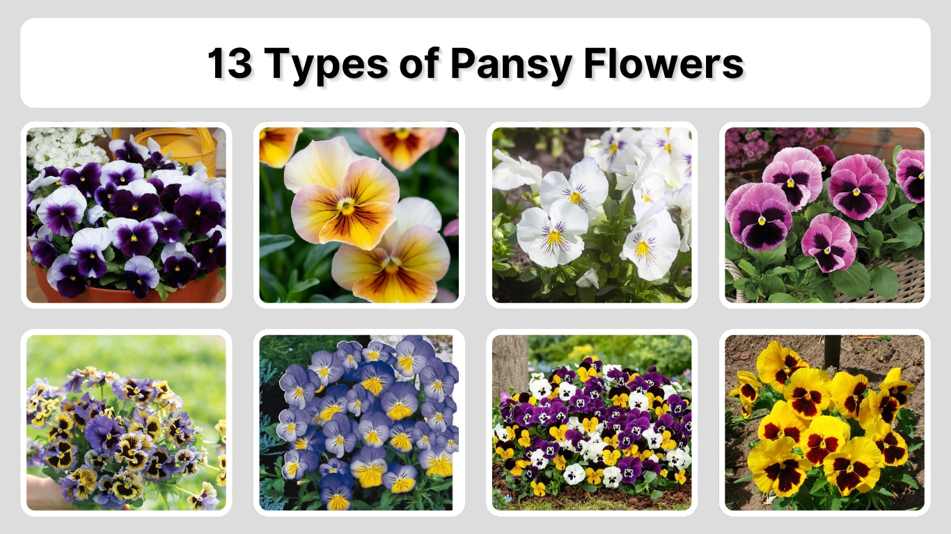 13 Types of Pansy Flowers Identification with Pictures