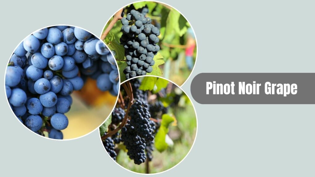 Pinot Noir Grape