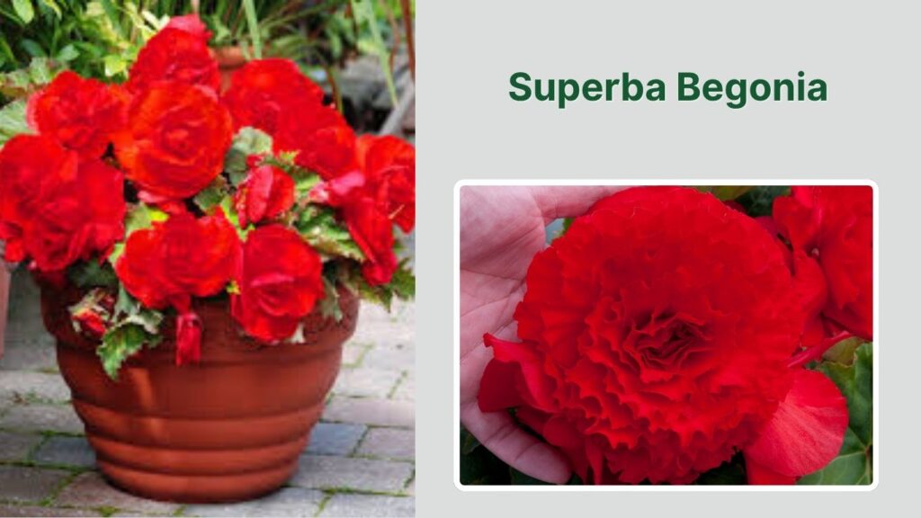 Superba Begonia