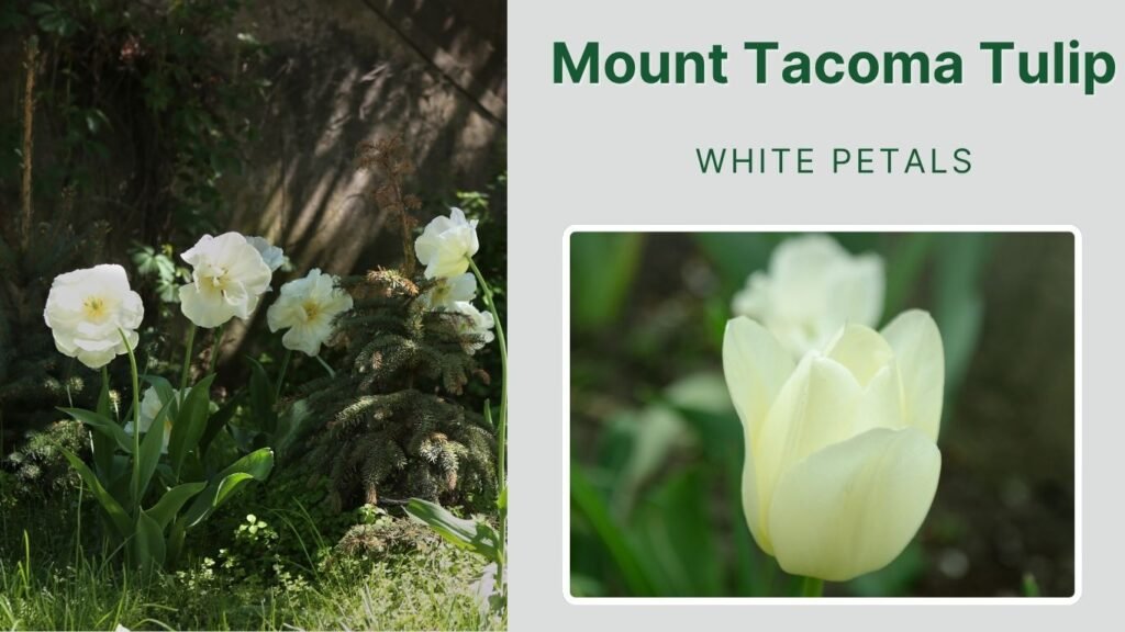 Mount Tacoma Tulip