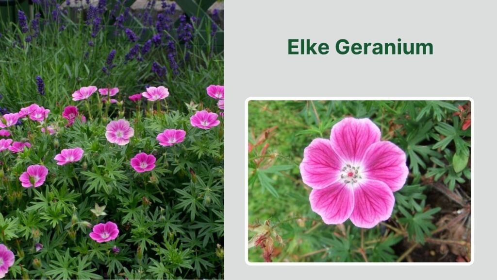 Elke Geranium