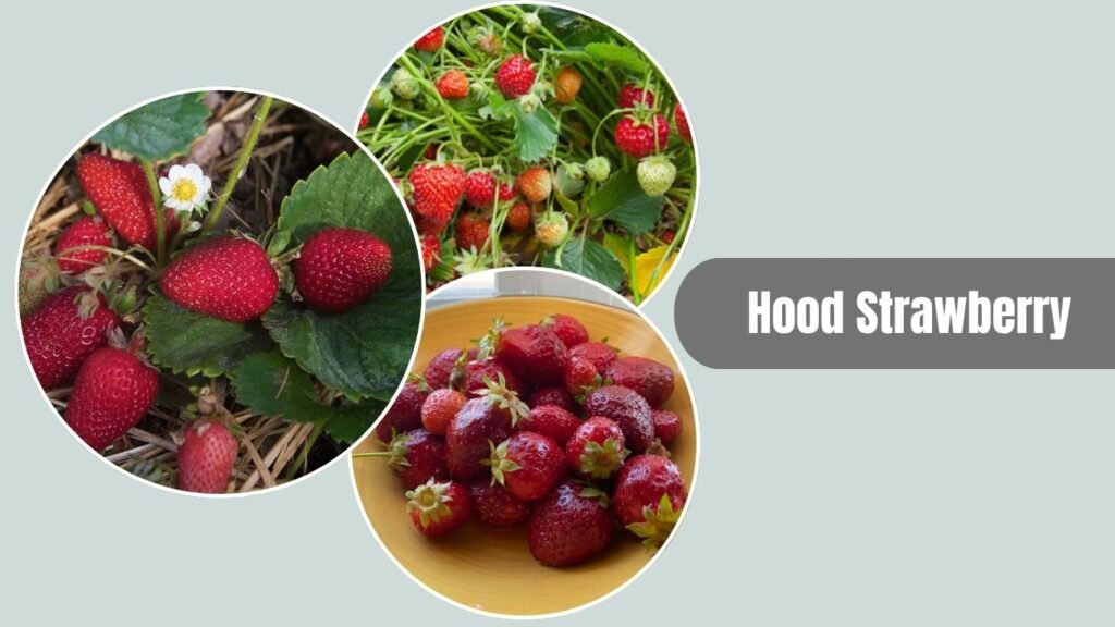 Hood Strawberry