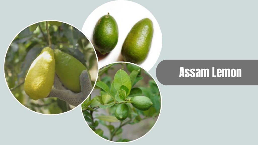 Assam Lemon