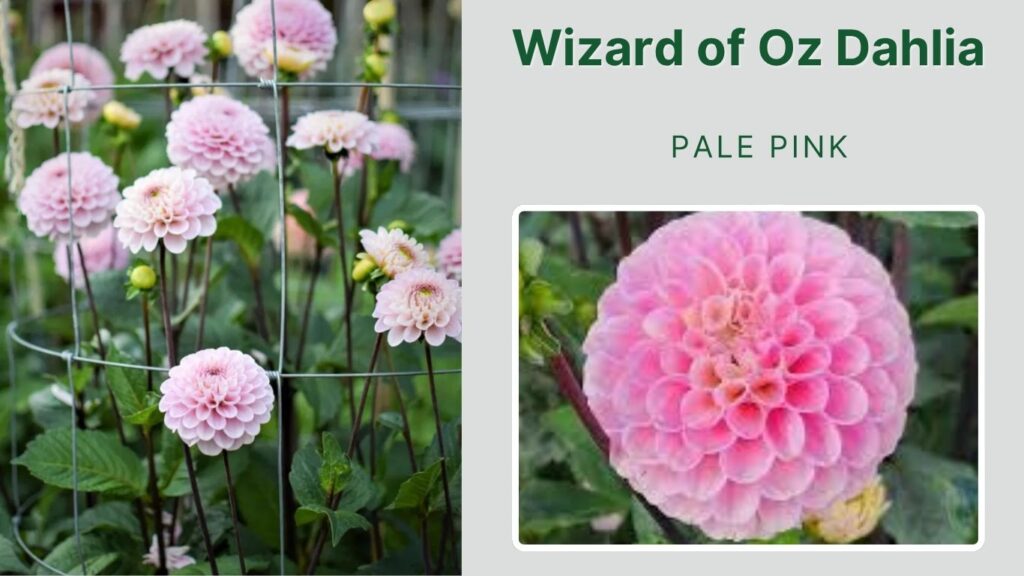 Wizard of Oz Dahlia