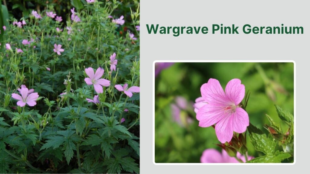 Wargrave Pink Geranium