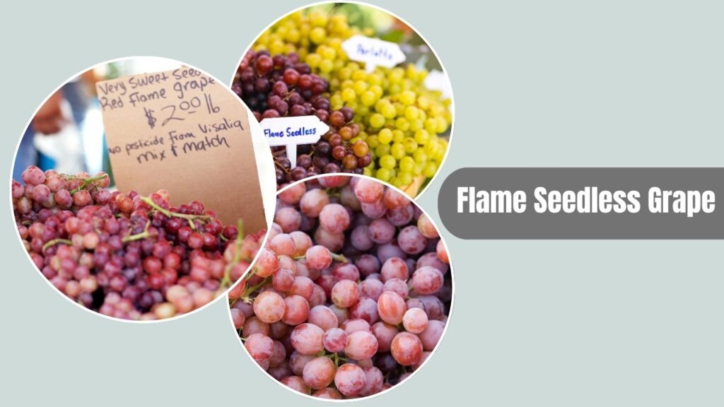 Flame Seedless Grape