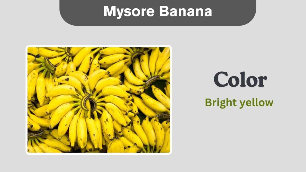 Mysore Banana