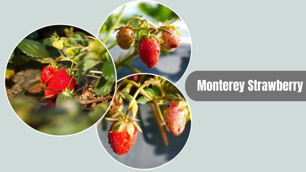Monterey Strawberry