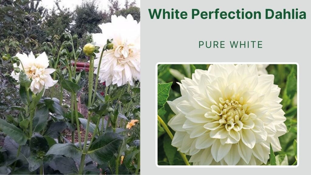 White Perfection Dahlia