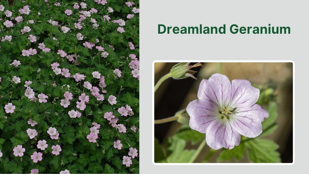 Dreamland Geranium