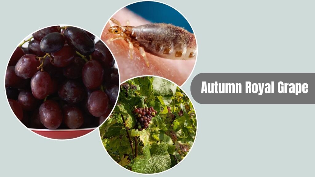 Autumn Royal Grape