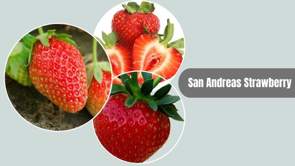 San Andreas Strawberry