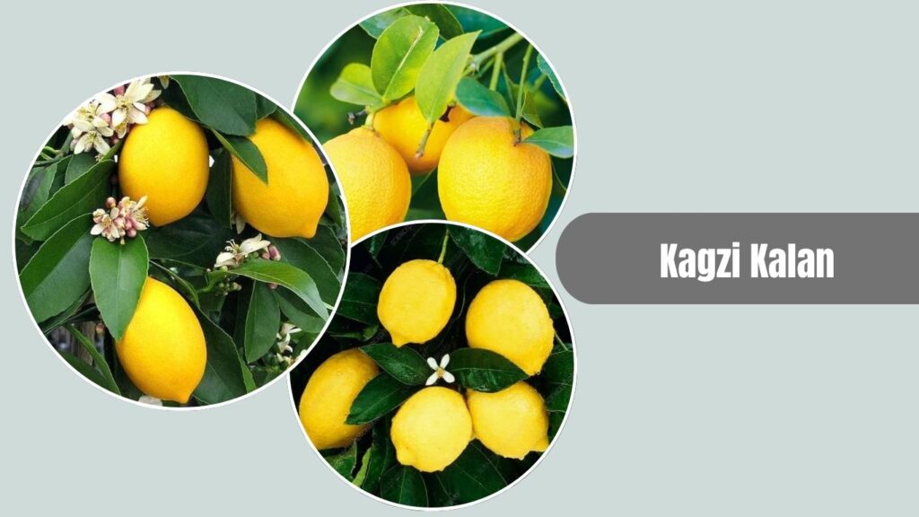 Kagzi Kalan Lemon