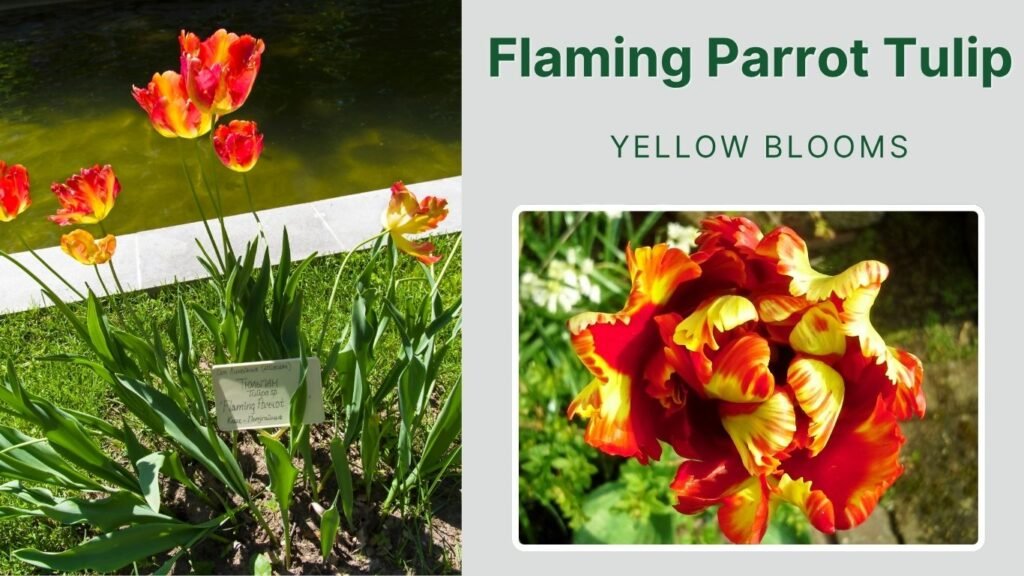 Flaming Parrot Tulip